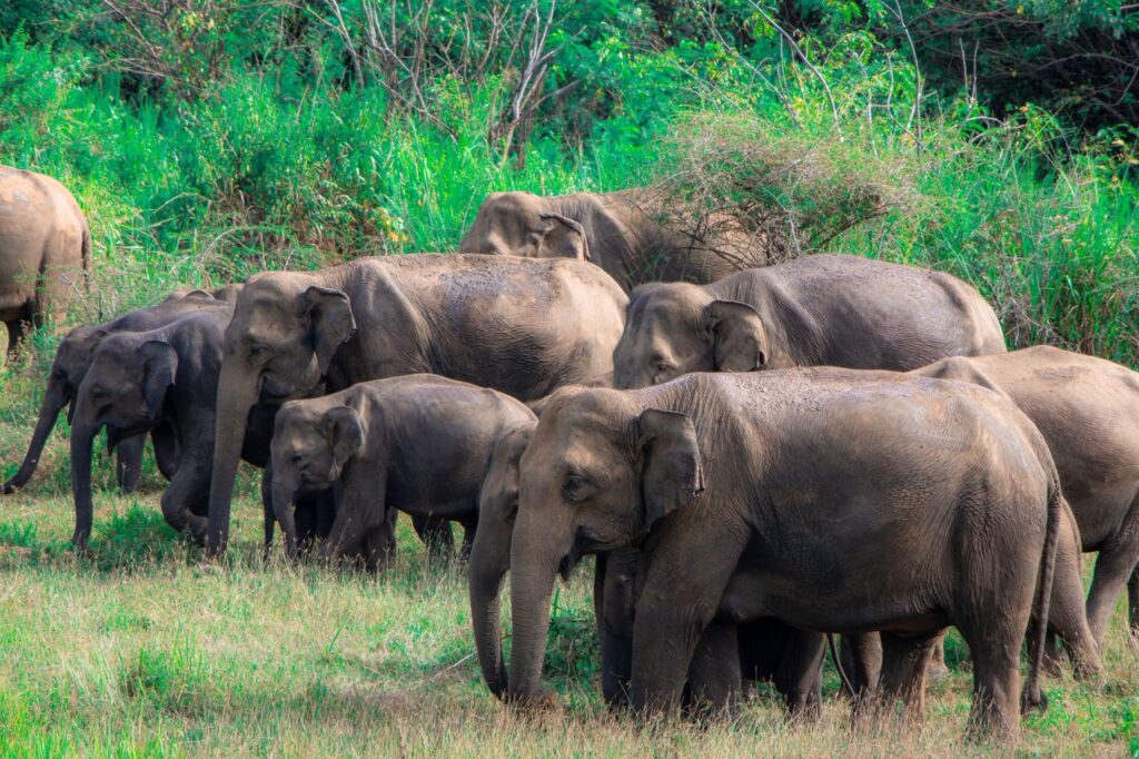 Capture of a majestic Asian elephant herd roaming the lush grasslands of Sri Lanka.